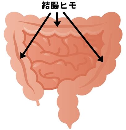 大腸 方向|大腸の位置を解剖図で解説！大腸の機能と働きについて